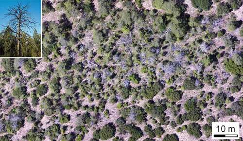 Figure 1. Aerial view of post-dieback stand structure in a Scots pine (Pinus sylvestris) stand severely impacted by the drought in 2012, Corbalán, Aragón, north-eastern Spain. Note that the surviving individuals are of drought-tolerant tree species: Pinus nigra, Juniperus thurifera, Quercus ilex and Quercus faginea. The inset shows a dead Pinus sylvestris with individuals of J. thurifera in the midstorey