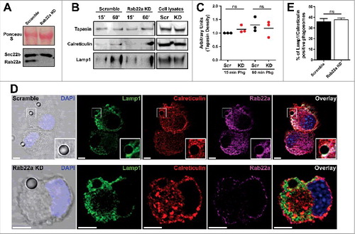 Figure 1. The recruitment of ER-derived proteins to DC phagosomes is independent of Rab22a. (A) Immunoblotting of Rab22a and Sec22b in JAWS-II DCs infected with lentiviruses encoding a random sequence (Scramble) and a shRNA specific for silencing Rab22a (Rab22a KD). Ponceau S staining was used as protein loading control. Data are representative of at least three independent experiments. (B) Scramble and Rab22a KD JAWS-II DCs were incubated with 3 µm magnetic beads for 15 min at 37°C and chased for 0 or 45 min. The panel shows immunoblotting of purified phagosomes (on the left) and the total cell lysates (on the right) analyzed for the ER markers Tapasin and Calreticulin, and for the lysosomal marker Lamp1. A total protein amount of 15 µg and 50 µg was loaded for purified phagosomes and total cell lysates, respectively. The blot is representative of three independent experiments. (C) Densitometry quantification of Tapasin Western blot analysis of three independent phagosomal preparations from Scramble (black dots) and Rab22a KD (red dots) DCs. P for 15 min = 0.2230 (ns) and P for 60 min = 0.5629 (ns). (D) Immunofluorescence labelling and confocal microscopy analysis showing the distribution and recruitment to 3 µm latex beads-containing phagosomes of endogenous Lamp1 (green), Calreticulin (red) and Rab22a (magenta) in Scramble and Rab22a KD JAWS-II DCs. Nuclei stained with DAPI and DIC images are shown on the left. Overlays are shown in the right panels. An inset of higher magnification is shown for a Scramble Lamp1/Calreticulin positive phagosome. Scale bars: 5 µm. Data are representative of three independent experiments. (E) Quantification of Lamp1/Calreticulin positive phagosomes from Scramble and Rab22a KD JAWS-II DCs of three independent experiments. A total of 75 Lamp1 positive phagosomes were analyzed, and the number of Lamp1/Calreticulin double-positive phagosomes was determined for each cell type (27/75 for Scramble and 28/75 for Rab22a KD). P = 0.5322 (ns). In C and E, the two-tailed Student's paired t test was performed.