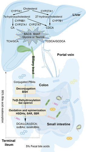 Figure 1. Gut microbiota regulates BA metabolism in the hepatic-intestinal circulation. BAs are synthesized from cholesterol catalyzed by CYPs in two ways in the liver, then conjugated with glycine or taurine catalyzed by BACS and BAAT. Conjugated PBAs then undergo a series of reactions including deconjugation, 7α/7β-dehydroxylation, oxidation and epimerization in the colon. Approximately 95% of the BAs reaching the terminal ileum are reabsorbed and thus recycled by the liver.