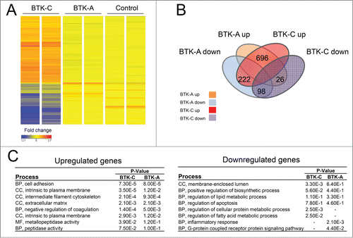 Figure 8. Elevated BTK expression affects gene expression in prostate cancer cells. (A) A heatmap representation of transcripts that display at least a 1.fold5- change in expression (B) Venn diagram showing the number of genes those are upregulated or downregulated with overexpression of BTK-A or BTK-C in Du145 cells. (C) Results of the Functional Annotation Clustering Analysis after GO-term enrichment of up-regulated and down-regulated genes using the DAVID Bioinformatics Resource. BP; Biological Process, CC; Cellular Component and MF; Molecular Function.