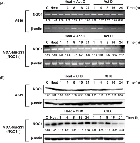 Figure 4. Effects of Act D and CHX on NQO1 mRNA and protein expression, respectively, in A549 and MDA-MB 231 (NQO1+) cells. Cells were heated at 42°C for 1 h, incubated at 37°C for 4 h, and treated with 4 μg/mL Act D or 50 μg/mL CHX for the indicated times. (A) NQO1 mRNA expression was determined by RT-PCR. (B) NQO1 protein expression was determined by Western blot.