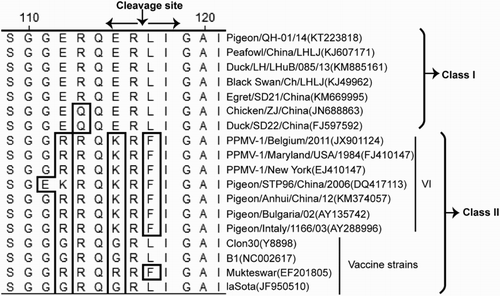 Figure 1. Amino acid sequences alignment of the F protein cleavage site. The differences in basic amino acid in the region from amino acids 112 to 117 are framed above.