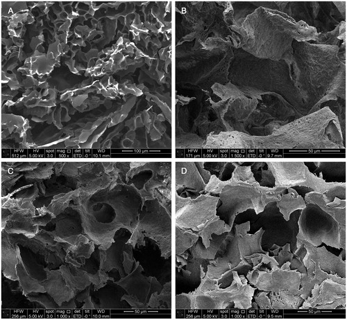 Figure 3. Representative SEM micrographs of PLA-PEG-PLA scaffolds: (A) Prepared without using salt particles copolymer conc. is 50 mg/mL; (B), (C), and (D) prepared with salt (with a conc. of 1 g NaCl/0.25 g polymer) with different amounts of the copolymer, 30, 50, and 80 mg/mL, respectively.