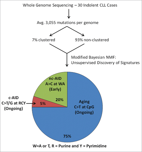 Figure 1. Discovery of mutational signatures in chronic lymphocytic leukemia. The catalog of mutations from 30 CLL whole genomes was deconvoluted into 3 distinct mutational signatures—aging, canonical activation induced-cytidine deaminase (c-AID), and non-canonical AID (nc-AID)—using a modified non-negative matrix factorization (NMF) algorithm that accounts for the distance between mutations.