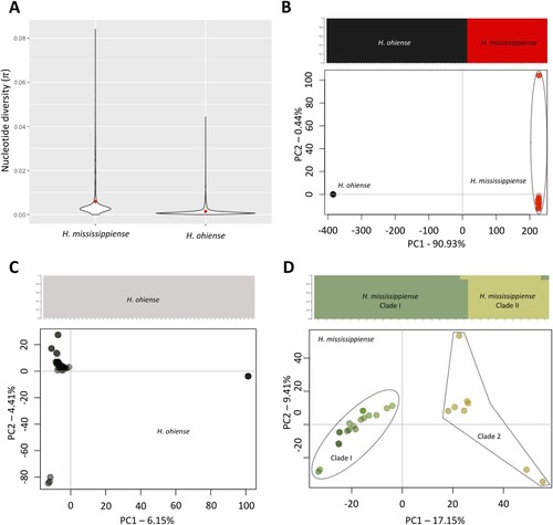 Figure 2. Diversity analysis and population genetic analysis of Histoplasma sp. in the USA. (A) Violin plot explaining the genome-wide dispersion of nucleotide diversity in Histoplasma ohiense and H. mississippiense (π). Red dots represent the average π values within each species. Structure plots and Principal Coordinate Analysis (PCA) suggests different patterns of population structure in Histoplasma ohiense and H. mississippiense together (B) or H. ohiense (C) and H. mississippiense (D) separately. Structure analysis revealed the presence or absence of cryptic populations which was inferred by the maximization of log-likelihood scores simulated in the fastSTRUCTURE software and is displayed in the upper panel of each comparisons. Each row represents an individual and the heights and colours of percentage of each population represent the probability of belonging to a given cluster. PCA plots are displayed in the lower panels and depicts the genetic variation distributed in two coordinates, PC1 and PC2, based on polymorphisms and similarities in the genomes of Histoplasma ohiense and H. mississippiense analyzed together or separately.