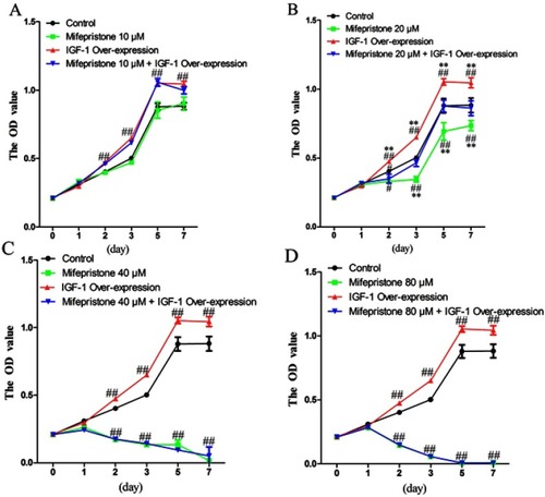 Figure 4 Effects of IGF-1 overexpression on cell viability with or without mifepristone. (A) Effects of IGF-1 overexpression on cell viability with or without mifepristone at 10 μM (B) Effects of IGF-1 overexpression on cell viability with or without mifepristone at 20 μM (C) Effects of IGF-1 overexpression on cell viability with or without mifepristone at 40 μM (D) Effects of IGF-1 overexpression on cell viability with or without mifepristone at 80 μM. #Means compared with the control group, P<0.01; ##means compared with the control group, P<0.01; **means compared with mifepristone 20 μM + IGF-1 overexpression group, P<0.01.
