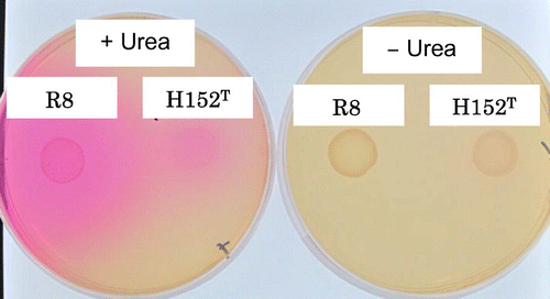 Fig. 4. Urease activity of Rhizobium strains.Notes: Urease activity was indicated by haloformation on Christensen urea agar plate containing 1% urea (left). The plates are after 2 days cultivation at 30 °C.