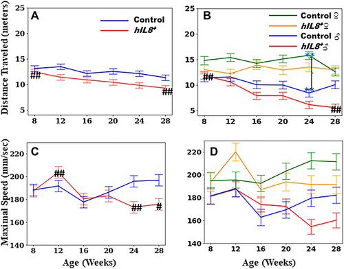 Figure 1 Distance traveled and maximum speed during locomotion. (A and B) Comparison of distance traveled between hIL8+ and control mice, and hIL8+ and control mice of different sexes; (C and D) comparison of maximum speed between the 2 mouse types and mice of different sexes. Values: mean ± 95% confidence intervals; ##: p <0.01 when comparing values within the same cohort over age; **: p <0.01 when comparing values between different cohorts at a single age.