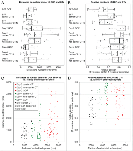 Figure 4. Quantitative analysis of radial nuclear arrangements of the pluripotency reporter gene GOF, its carrier chromosome territory (CT) 13 and the non-carrier homolog. (A) Absolute 3D distances from the 3D reconstructed nuclear border. (B) Relative 3D positions between the center of the nucleus (0) and the 3D reconstructed nuclear border (1). Combined box/scatter plots of GOF, the carrier and non-carrier chromosome territories CT 13 in fibroblast nuclei, day 2 embryonic nuclei and day 4 embryonic nuclei observed in cloned embryos at the onset of major embryonic genome activation and shortly thereafter demonstrate an extensive internuclear variability of these measurements. (C and D) present the data set shown in (A and B), respectively, in relation to the largest sphere, which could be embedded in each given nucleus (compare Figure 3B and 3C). Note that the variability of absolute distance measurements increased with the size of the embeddable sphere (C), whereas a similar variability was detected with respect to the relative radial positions (D).