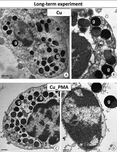 Figure 6. Long-term experiment. TEM images of granulocytes of adult specimens of Steatoda grossa from the Cu (a, b) and Cu_PMA (c, d) experimental groups. Nuclei (n), granules of different electron densities (g), mitochondria (black arrows), cisterns of the endoplasmic reticulum (ER). TEM. (a) Scale bar = 1.2 µm. (b) Scale bar = 0.9 µm. (c) Scale bar = 1.2 µm. (d) Scale bar = 0.8 µm.