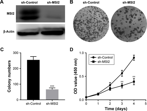 Figure S1 MSI2 promotes extrahepatic cholangiocarcinoma cell growth.