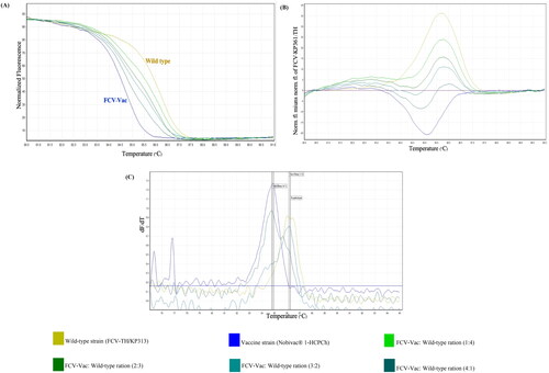 Figure 6. Analytical efficacy of the high-resolution melting (HRM) assay for strain differentiation between the wild-type feline calicivirus-Thai (FCV-TH) strain and vaccine strain (FCV-Vac). The patterns of the HRM normalized graph (A) and HRM difference graph (B) demonstrate detectability patterns at each various concentration ratio. Melt curve analysis from the HRM assay (C) indicated the derivative melt peak patterns that seem likely to correspond to the divergence ratio of the strain mixture.
