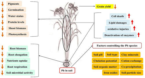Figure 6. Thematic of Pb stress in plants.Citation74
