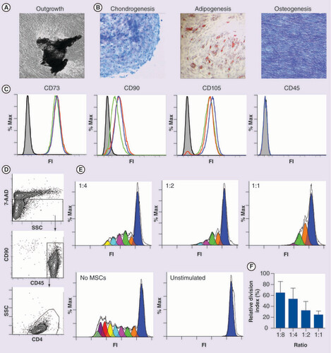 Figure 1. Phenotypic and functional characterization of cells grown from Osteocel® explant cultures. (A) Proliferative and (B) differentiation capacities, chondrogenesis and adipogenesis were assessed on day 21 post-induction by Toluidine Blue or Oil Red-O staining, respectively. Osteogenesis was assessed by alkaline phosphatase staining on day 14 post-induction; original magnification of microphotographs ×100 and ×40 for chondrogenesis. (C) Phenotypic characterization of Osteocel-derived cells confirming their identity as MSCs (n = 3 Osteocel lots). Gray filled histograms indicate isotype control staining. (D–F) Immunosuppressive capacity of Osteocel-MSCs in co-culture with T cell responders (Tresp) CD4+ T cells. (D) Gating strategy for Tresp cell employing initial gating for live cells followed by exclusion of MSCs and final gating on the CD4+ population. (E) Histograms indicating proliferation patterns of Tresp co-cultured at ratios 1:1 to 1:4 with MSCs (a representative donor, colors represent cell doublings). (F) Inhibition of Tresp proliferation measured as relative division index normalized to no MSC control (n = 4 Osteocel lots, 1:1 to 1:8 ratios). Error bars represent SD.FI: Fluorescence intensity; MSC: Multipotential stromal cell; SSC: Side scatter.