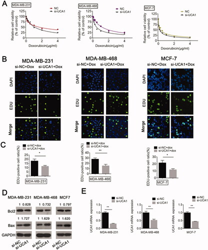 Figure 3. UCA1 siRNA promotes BC cell sensitivity to DOX, inhibits cell proliferation, and enhances cell apoptosis. BC cells transfected with or without NC or UCA1 siRNA received DOX treatment. (A) Cell viability was measured by a CCK-8 assay. (B and C) Cell proliferation was detected using an EdU assay. (D) Cell apoptosis was examined by Western blot. (E) Inhibitory efficiency was verified using real-time PCR.