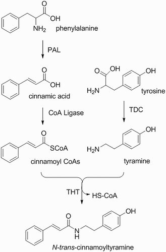 Scheme 2. Proposed biosynthesis pathway of N-trans-cinnamoyltyramine.