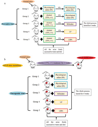 Figure 1. The scheme for preventive (a) and therapeutic (b) trials in this work.Figura 1. Diseño esquemático de las pruebas preventiva (a) y terapéutica (b) en este estudio.