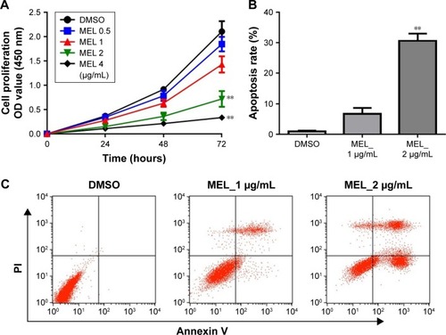 Figure 1 Effects of MEL on lung cancer cell proliferation and apoptosis.