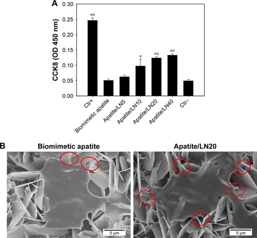 Figure 5 NSCs adhesion on surfaces of biomimetic apatite and apatite with coprecipitated LN (apatite/LN5, apatite/LN10, apatite/LN20, and apatite/LN40) samples in growth medium after 12-hour culture.Notes: (A) Attached cells were assayed by CCK8. Values are represented as mean±SD (n=3). Statistical significance relative to the group of biomimetic apatite: *P<0.05; **P<0.01. (B) SEM images of NSCs attached on biomimetic apatite and apatite/LN20. The red circle pointed the processes from the cell body. Scale bar is 5 µm in length.Abbreviations: CCK8, Cell Counting Kit-8; Ctr+, positive control; Ctr−, negative control; LN, laminin; NSC, neural stem cell; SEM, scanning electron microscopy.