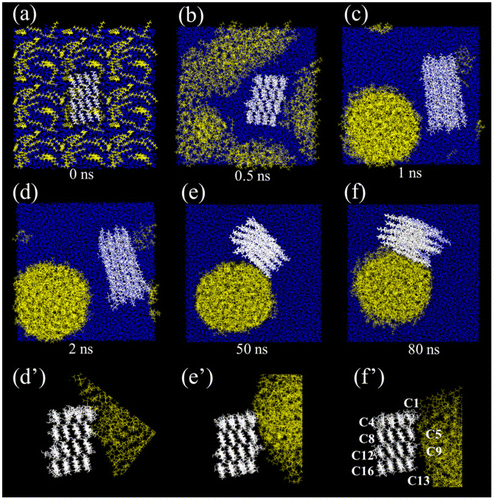 Figure 2. Snapshots of the behavior of separated cellulose chains in the oil-in-water medium during molecular dynamics simulation. The molecules are drawn using the stick representation for cellulose (white), and the line representation for water (blue) and octane (yellow). (Color figure online). Modified from Ref. [Citation83], with permission from Springer (© Springer 2017).