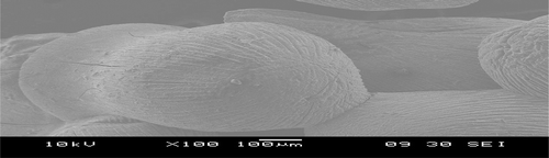Figure 3. SEM micrographs of cross-linked calcium alginate bead.