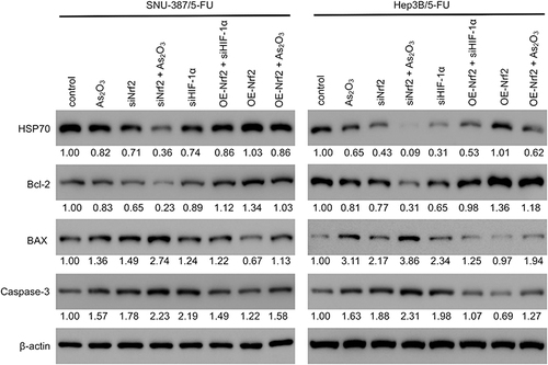 Figure 6 Nrf2 expression was associated with apoptosis of 5-FU-resistant HCC cells targeting the HIF-1α/HSP70 pathway. The levels of HSP70 and apoptosis markers (Bcl-2, BAX, and cleaved caspase-3) were measured using Western blotting in SNU-387/5-FU and Hep3B/5-FU cells. The protein levels of the genes of interest were normalized to that of β-actin and expressed as a fold-change relative to the control group.