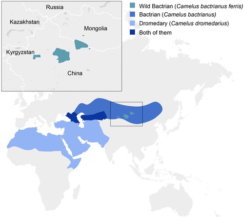 Figure 1. Geographical distribution of Bactrian camels. Geographical distribution of dromedary camels, Bactrian camels and wild Bactrian camels, including the area in which dromedary camels and Bactrian camels are co-localized.