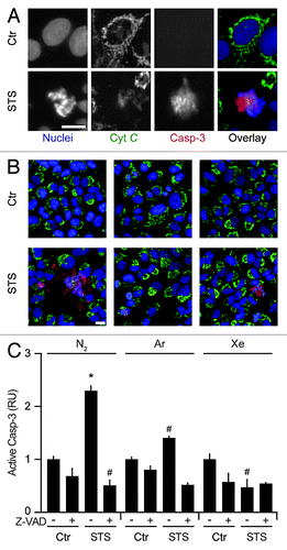 Figure 4. Argon- and xenon-mediated inhibition of mitochondrial membrane permeabilization and caspase activation. (A–C) Wild-type human osteosarcoma U2OS cells were left untreated or treated with 1 µM staurosporine (STS), 50 µM Z-VAD-fmk (Z-VAD) or both, in control atmospheric conditions (N2) or in the presence of gas mixtures in which N2 was specifically replaced with Ar or Xe for 8 h. Thereafter, cells were processed for the assessment of cytochrome c (Cyt C) release and caspase-3 (Casp-3) activation by robotized immunofluorescence microscopy coupled to automated imaging. Representative images are reported in (A and B) (scale bar = 10 µm), while normalized quantitative data on Casp-3 activation (RU, means ± SD, calculated on > 500 cells per conditions) are illustrated in (C). *P < 0.05 (Student t test), as compared with untreated cells maintained in control atmospheric conditions. #P < 0.05 (Student t test), as compared with cells treated with STS in control atmospheric conditions.