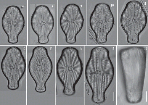 Figs 7–15. LM images of Didymosphenia hullii cells in valve view showing size variation. Fig. 16: LM image of D. hullii cell in girdle view. Scale bars = 10 μm.