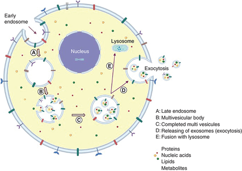 Figure 3. The biogenesis of exosomes and release pathway.(A) The exosome is derived from early plasma membrane-formed endosomes (endocytosis). (B) Further, early endosomes are transformed into late endosomes. (C) After that, it forms early multivesicular bodies. (D) Multivesicular bodies of the late stage. (E) In order to release exosomes, late multivesicular bodies may either be joined with autophagosomes and follow the degradation pathway through lysosomes or they can be fused to the plasma membrane via the microtubules and cytoskeletal network, and be released by budding from the cytoplasmic membrane (exocytosis).