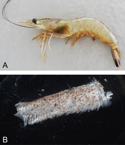 Figure 12. A. Black gill in white shrimp, Litopenaeus setiferus, B. Gills removed from white shrimp with severe black gill.