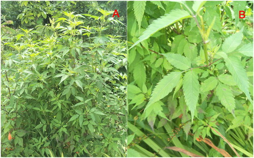 Figure 1. Panorama (A) and detail (B) photos of Bidens pilosa. The photos were shot by Liqiang Wang and the coordinates of the plant was E116.278965, N40.041831. Main identifying traits: Capitulum, margin with tongue-like flower 5–7; tongue elliptic obovate, white, 5–8 mm long; apex obtuse or notched.