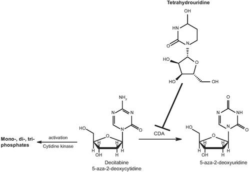 Figure 1. Structures of decitabine and tetrahydrouridine. Tetrahydrouridine is an inhibitor of CDA, an enzyme found primarily in the gastrointestinal tract and liver, that metabolises decitabine. CDA: cytidine deaminase.