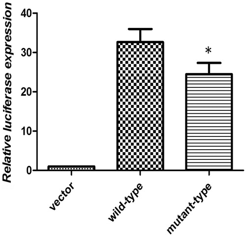 Figure 2. Effect of the MTOR rs17027478 polymorphism on the expression of MTOR. We cotransfected human embryonic kidney 293 cells (HKE-293) with pGL3-Basic vector or pGL3- MTOR reporter construct (wild-type or mutant) together with Renilla luciferase plasmid. The pGL3- MTOR reporter construct contains either the rs17024748 C allele or the A allele. Cell extracts of HKE-293 cells were collected and firefly and Renilla luciferase activities were measured 48 h after transfection. Data represent mean values from at least three independent experiments. The significance of differences was evaluated by the one-way analysis of variance (ANOVA). *p < 0.05 versus wild-type.