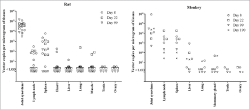 Figure 2. Biodistribution of AAV2 DNA in different tissues of rats and rhesus monkeys following the repeated administration with rAAV2/human TNFR:Fc. Part tissues of rats (n = 6) and monkeys (n = 2) from high dose groups were harvested for biodistribution analysis at each necropsy. Each symbol represents the value for an individual animal. LOD represents lower limit of detection.