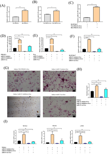 Figure 6 The effect of exosomal miR-31-5p in osteoclast differentiation. (A–C) qRT‒PCR analysis validating the relative ratio of the expression levels of miR-31-5p in PDLSCs, Exo and RAW264.7 cells under different conditions. (D–F) qRT‒PCR analysis validating the relative ratio of the expression levels of miR-31-5p in PDLSCs, Exo and RAW264.7 cells under different conditions after transfection of miR-31 mimics, inhibitors and nc. (G) RAW264.7 cells were co-cultured with (15 μg/mL) NG-PDLSCs-Exo, miR-31 mimics-Exo, miR-31 inhibitors-Exo or miR-31 nc-Exo, and osteoclasts were induced at the same time. TRAP staining was used to determine the osteoclast formation area. Scale bar: 10 μm. (H) Statistics of osteoclast area. (I) The levels of NFATc1, c-FOS and TRAF6 genes in RAW264.7 cells induced by M-CSF and RANKL were detected by qRT-PCR. Data are shown as the mean ± SD of three independent experiments. Statistical analyses were performed by ANOVA. *P<0.05, **P<0.01, ****P<0.0001, ns indicates no statistical significance.