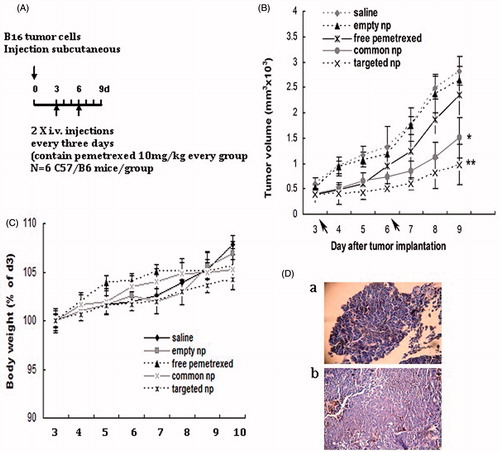 Figure 1. Pemetrexed-loaded PEG–Peptide–PCL nanoparticles inhibited subcutaneous tumor growth. (A) Experimental design of the subcutaneous transplantation tumor model. (B) Tumor volume of established B16 xenografts in C57/B6 mice during therapy under different treatments. Empty np: empty nanoparticles; common np: pemetrexed-loaded PEG–PCL nanoparticles; targeted np: pemetrexed-loaded PEG–Peptide–PCL nanoparticles. Data were presented as mean ± SD (n = 6). *p < 0.05, **p < 0.01 versus the saline group. (C) Body weight development was monitored during treatment period. Data were displayed with SD shown (n = 6). (D) Hematoxylin and eosin (H&E) staining pictures of B16 tumors (a: Magnification 40×; b: Magnification 200×).