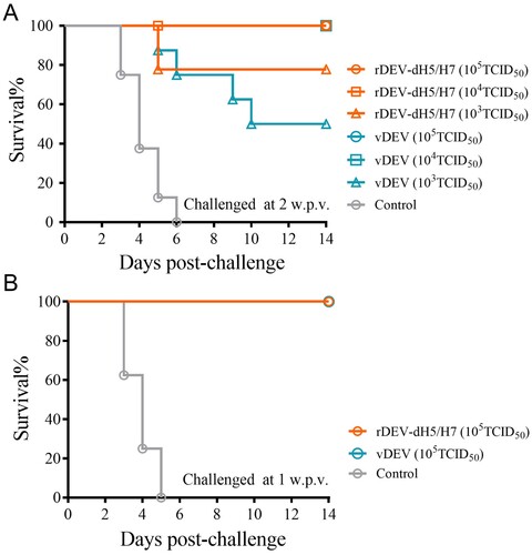 Figure 3. Protective efficacy of rDEV-dH5/H7 and rDEV against lethal DEV challenge. (A) Groups of eight ducks were inoculated intramuscularly with the indicated dose of rDEV-dH5/H7 or vDEV and challenged with lethal DEV at 2 weeks post-vaccination (w.p.v.). The ducks were monitored daily for 2 weeks after challenge. (B) Groups of eight ducks were inoculated intramuscularly with 105TCID50 of rDEV-dH5/H7 or vDEV and challenged with lethal DEV at one w.p.v.. The ducks were monitored daily for 2 weeks after challenge.