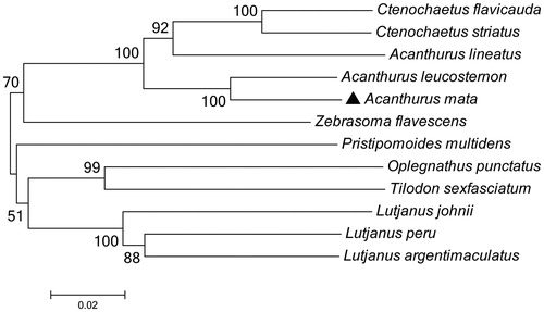 Figure 1. The phylogenetic relationship was estimated using the Maximum Likelihood method for the COI genes. Genbank accession Numbers: Acanthurus leucosternon (EU136032), Acanthurus lineatus (EU273284), Ctenochaetus striatus (KU244260), Zebrasoma flavescens (AP006032), Lutjanus peru (KR362299), Pristipomoides multidens (KF430626), Oplegnathus punctatus (AP011066), Tilodon sexfasciatum (AP014538), Lutjanus johnii (KJ643926), Lutjanus argentimaculatus (JN182927) and Acanthurus mata (MN872232). The numbers at the nodes are bootstrap percent probability values based on 1000 replications.