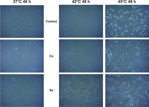 Figure 5 Following preincubation with ceria and selenium NPs (500 µg/mL for 24 hours), cells were heat stressed at 37°C, 42°C, and 45°C for 1 hour.Note: Cells were recovered for 48 hours.Abbreviations: NPs, nanoparticles; h, hours; Ce, cerium; Se, selenium.