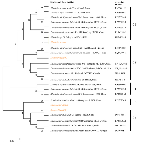 Figure 5 Phylodiversity of the 16sRNA gene sequence of ESBL-types carrying blaTEM gene recovered from community residents in Southwest Nigeria (red) aligned and analyzed with other isolates submitted to Genbank using Maximum-Likelihood algorithm in MEGA 6.0 with 500 bootstrap replicates. G1-G5 indicates diverse clusters of 16sRNA genotyped bacilli whereas yellow, brown and patched shaded region relates to isolates from Southwest Nigeria along with others.