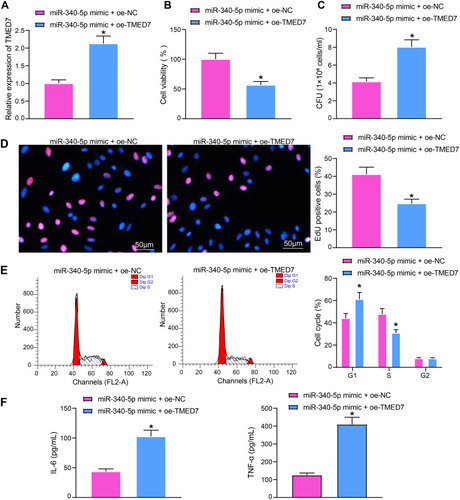 Figure 4 Overexpression of TMED7 attenuates the protective effect of miR-340-5p mimic on Mtb-infected A549 cells. (A) TMED7 expression after co-transfection detected by RT-qPCR. (B) the viability of A549 cells measured by MTT. (C) The survival of Mtb in A549 cells analyzed by CFU. (D) DNA synthesis of A549 cells detected by EdU staining. (E) The cell cycle of A549 cells tested by flow cytometry. (F) Release of pro-inflammatory factors in A549 cells detected by ELISA. All cell experiments were repeated three times independently. Unpaired t test (panels A/B/C/D/F) or two-way ANOVA (panel E) was used for data comparisons. vs miR-340-5p mimic + oe-NC, *p < 0.05.