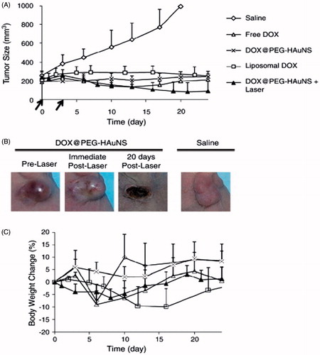 Figure 4: Antitumor activity in vivo against MDA-MB-231 tumor. (A). MDA-MB-231 tumor growth in mice treated with saline, free DOX, liposomal DOX, NP3, and NP3-plus-NIR laser irradiation. Arrows indicate dates of injection of each dose of 15 mg equivalent DOX/kg. In the free DOX group, the mice were injected only once on day 0. In the NP3-plus-laser group, tumor irradiation (1.5 W/cm2 for 5 min) was commenced 24 h after nanoparticles injection. (B). Photographs of MDA-MB-231 tumors after treatment with NP3-plus-laser. (C). Percentage of mean body weight change. For (A) and (C), the data are presented as mean ± standard deviation (n = 5–7) [Citation44]. Reprinted with permission from Elsevier B.V. (Copyright © 2011) through Copyright Clearance Center.