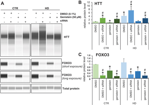 Figure 15. Impairment of genistein-mediated effects on levels of HTT by siRNA-mediated silencing of the expression of the FOXO3 gene in fibroblasts derived from HD patients and control subjects. Fibroblasts derived from HD patients (HD) or control, healthy persons (CTR) were cultured and treated with either 0.1% DMSO or 50 µM genistein for 24 h. In addition, the FOXO3 gene expression was silenced using specific siRNA (added 48 h before addition of either DMSO or genistein), where indicated. Representative western blots are shown in panel A, while quantification of levels of HTT and FOXO3 is shown in panels B and C, respectively. Each group (CTR and HD) is represented by 4 cell lines. Levels of HTT and FOXO3 were normalized to the total protein amount. Statistically significant differences (at p < 0.05) relative to DMSO-treated control (CTR) cells and HD fibroblasts are indicated by asterisks and hashtags, respectively.