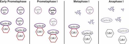 Figure 2. Regulation of cyclin B1 degradation during meiosis I. At early prometaphase, different pools of cyclin B1 are present in the oocyte: free cyclin B1 and cyclin B1 bound to Cdk1. During prometaphase, free cyclin B1 starts to be degraded while the SAC is on, whereas Cdk1-bound cyclin B1 is protected from APC/C-dependent ubiquitination and degradation through its binding. Most of the free cyclin B1 is degraded once oocytes progress into metaphase I, while bound cyclin B1 begins to be degraded only once the SAC is satisfied and Cdc20-APC/C under SAC control becomes active. Once the APC/C is fully active, cyclin B1 bound to Cdk1 is degraded leading to a sharp decrease of Cdk1 activity and anaphase I onset.