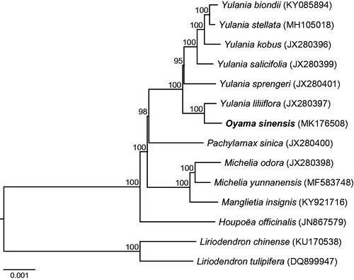 Figure 1. Phylogenetic relationships of Oyama sinensis based on complete chloroplast genome sequences. Bootstrap percentages and GenBank accession numbers are indicated for each branch and taxon, respectively.