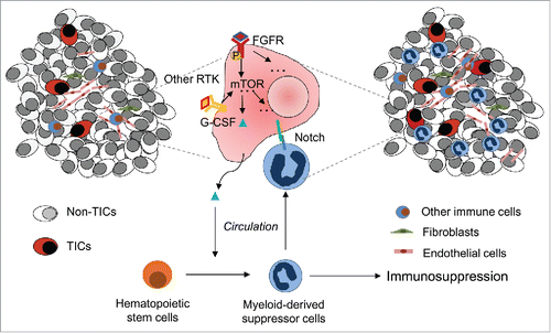 Figure 1. Model of interaction between MDSCs and TICs. Elevated oncogenic receptor tyrosine kinase-mTOR signaling in TICs leads to G-CSF release into the circulation. When reaching bone marrow, G-CSF induces formation of MDSCs. MDSCs suppress T-cell and NK cell responses against tumor and promote angiogenesis. They also directly interact with TICs and enhance stem cell properties via notch signaling.