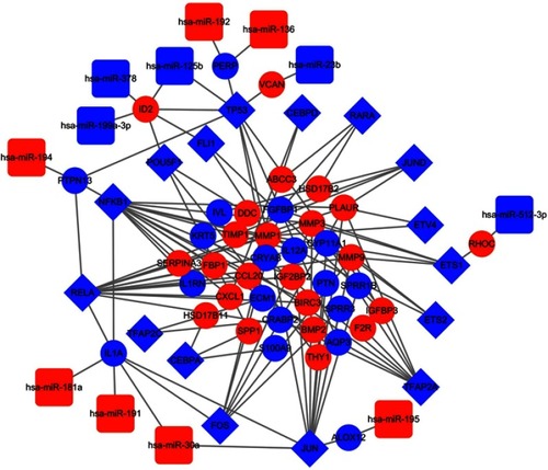 Figure 3 TF-miRNA-mRNA network. The blue rhombuses indicate TFs. The blue circles indicate downregulated genes, and the red circles indicate upregulated genes. The blue squares represent downregulated miRNAs, and the red squares represent upregulated miRNAs.Abbreviations: DEG, differentially expressed gene; TF, transcription factor; miRNA, microRNA.