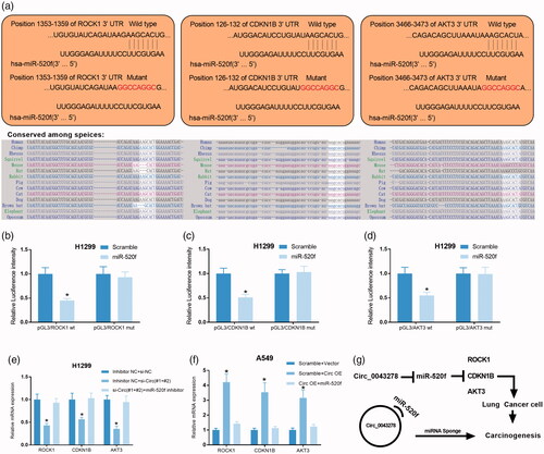 Figure 7. Circ_0043278 regulates ROCK1, CDKN1B, and AKT3 expression in NSCLC cells by sponging miR-520f. (a) Wild type and mutant sequence of putative binding site between miR-520f and ROCK1, CDKN1B or AKT3. (b–d) Interaction between miR-520f and ROCK1, CDKN1B, or AKT3 was verified by dual-luciferase reporter assay in H1299 cells. (e) Relative mRNA expression of ROCK1, CDKN1B, and AKT3 were examined by qRT-PCR in H1299 cells treated with si-Circ#1+#2 + miR-520f inhibitor. (f) Relative mRNA expression of ROCK1, CDKN1B, and AKT3 in A549 cells treated with Circ OE + miR-520f were measured by qRT-PCR assay. (g) The diagram of the mechanisms underlying the circ_0043278/miR-520f axis in NSCLC.