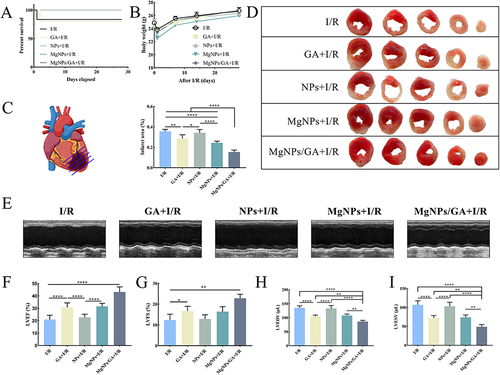 Figure 8 MgNPs/GA Enhances Cardiac Function in I/R Mice. (A) Survival curves for each group of mice over 28 days. (B) Changes in body weight over 28 days in each group of mice. (C and D) TTC staining to assess infarct size in I/R mice. (E–I) Cardiac function indexes were detected by cardiac ultrasound after 28 days in I/R mice. Results are presented as mean ± SD (N = 6), *P < 0.05, **P < 0.01, ****P < 0.001.